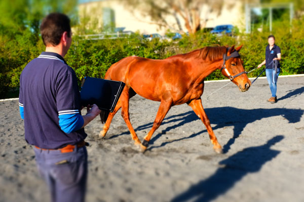 South Eastern Equine Hospital | Specialist for Horses