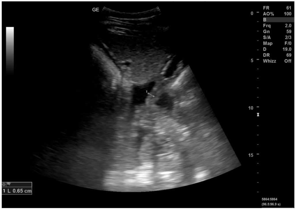 Inflammatory bowel disease in horses South East Equine Hospital