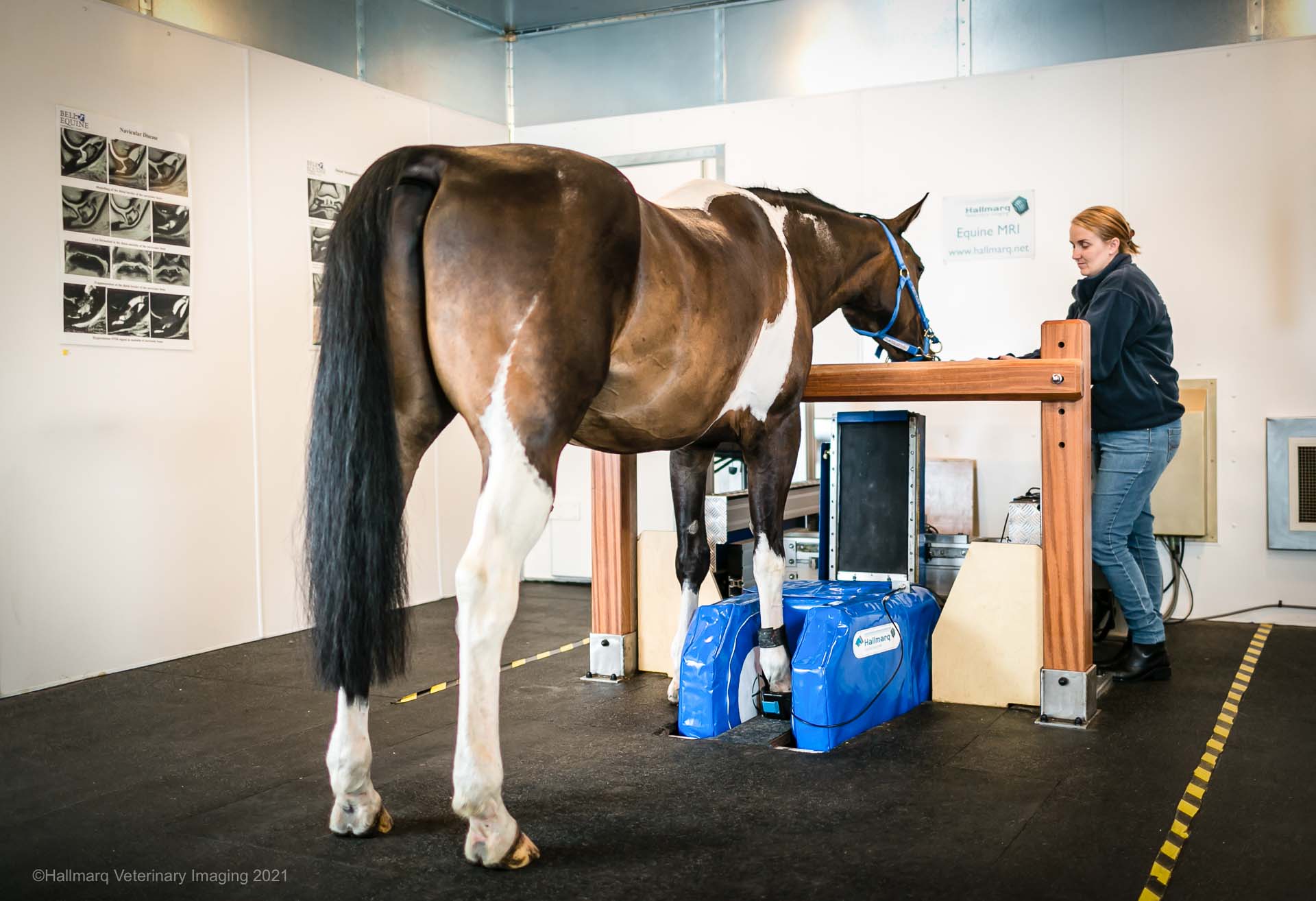 Standing MRI at South Eastern Equine Hospital